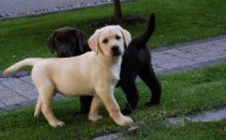 Labrador Retriever Welpen zu verkaufen