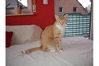Tiger sucht neues zuhause