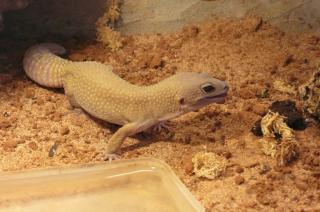 3 Leopardgeckos mit Terrarium weißes Männchen 2 Weibchen