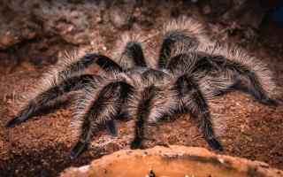 Brachypelma Albopilosum