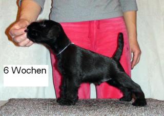 Elite Zwergschnauzer Welpen aus Minsk