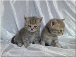 BKH / Wiskas-Kätzchen Silver-Tabbys abzugeben
