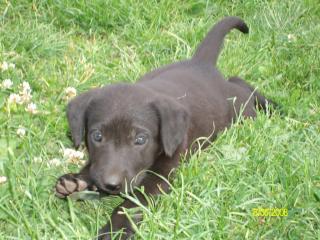 Schwarze Labradorwelpen zu verkaufen