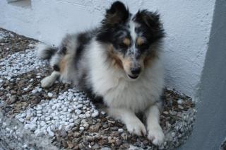 Deckrüde Sheltie-Zwergcollie Blue-merle