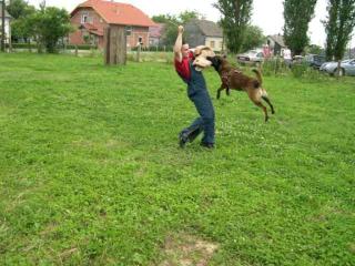 Wir erwarten Malinoiswelpen