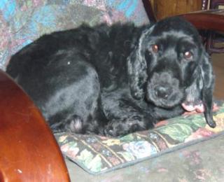 Cucki, 5-6 J. Cocker Spaniel sucht eigene Familie