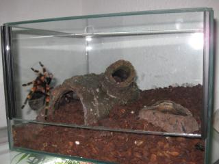 Brachypelma smithi in gute Hände abzugeben