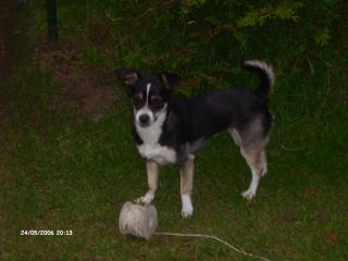 Hundedame decken