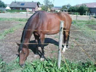 Reitbeteiligung gesucht