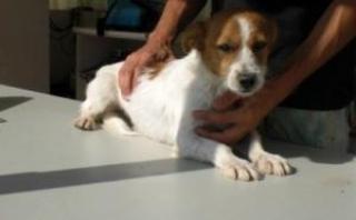 Calvin sucht liebevolles zu Hause