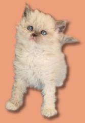 Selkirk Rex Langhaar Kitten in colourpoint abzugeben