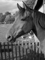 Suche RB für Deutsches Reitpony