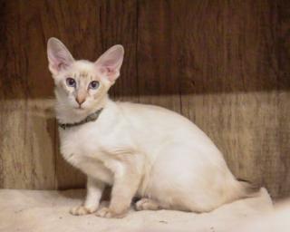 Zauberhafte Balinesen Kitten suchen ihren neuen Lieblingsmensch