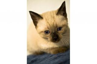 Siam-Siamkitten-Thaikitten-Thai-Alte Art