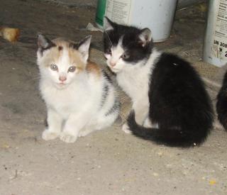 Zwei Katzenkinder suchen liebevolles Zuhause