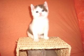 Bkh Kitten