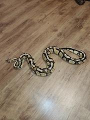 Python Regius Firefly