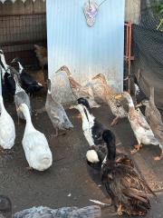 Verkaufe Enten und laufenden