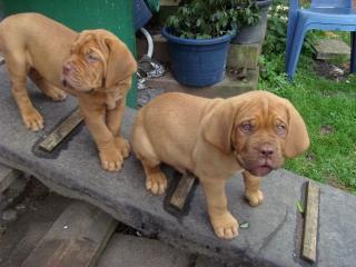 Bordeauxdogge Welpe VDH Papiere