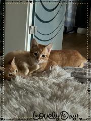 Birma-Hauskatze Mix 1Kater 1Kätzin Kitten