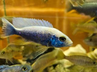 Sciaenochromis ahli