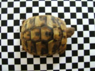 Griechische Landschildkröten