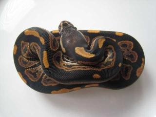 1. 1 Black Pastel