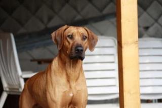 Rhodesian Ridegback von Mhangura