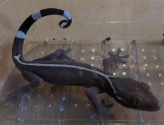 Streifengocko Gekko vittatus NZ 23/24 abzugeben