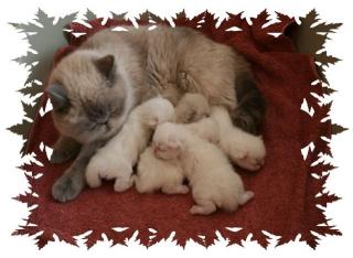 Exotic Shorthair Babys Wunderschön in Bremen