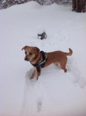 Liebes volles zuhause gesucht für unsern hund