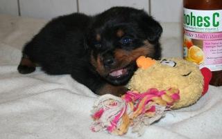 ADRK Rottweilerwelpen zu verkaufen