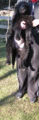 Schäferhund/Riesenschnauzer-Rüde zu vergeben
