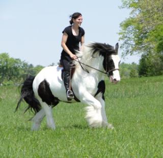 Irish Tinker Stute, Hengst und Wallach- 5-6 Jahre- 148cm- Falbe