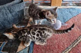 Wunderschöne Bengal Kitten, Mini Leoparden