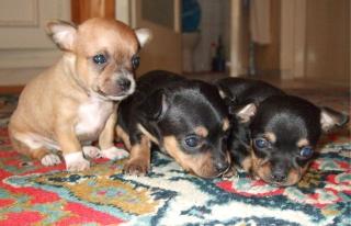 Chihuahua reinrassige mini Rüden zu Verkaufen