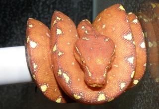 Baumpythons, Tigerpythons, Chamäleon, Warane, Geckos usw.