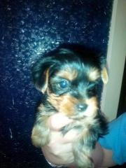 Reinrassige Yorkshire Terrier Welpen zu verkaufen