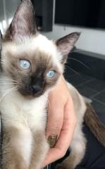 Kater sucht Zweitkatze