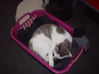 KATZE ENTLAUFEN