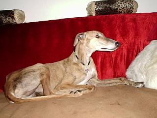 Galgo espanol