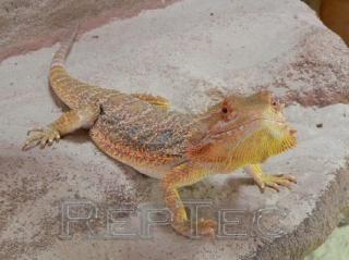 Bartagamen Weibchen Sandfire sub adult