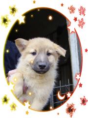 Mischlingswelpen Golden Retriever