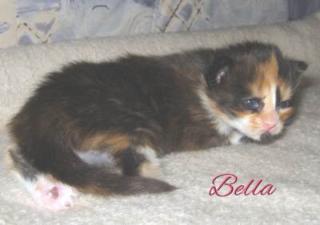 Maine Coon Kitten