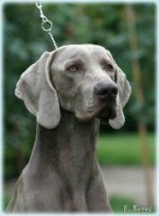 Extra Weimaraner Welpen abzugeben