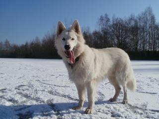 Weisser Schweizer Schäferhund Deckrüde