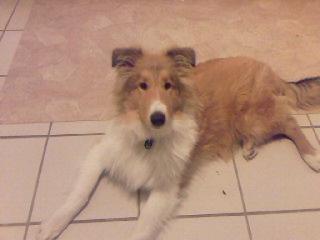 Reinrassiger Collie 6 monate sucht neues Zuhause