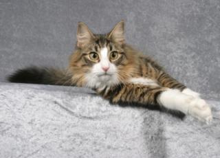 Norwegische Waldkatze, 2 J. alt, kastriert, black-tabby-mc. /white