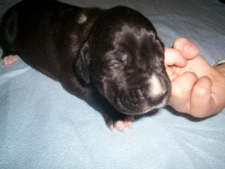 Doggenwelpen