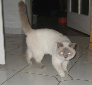 Deckkater Cäsar BKH lilac-point mit blauen Augen